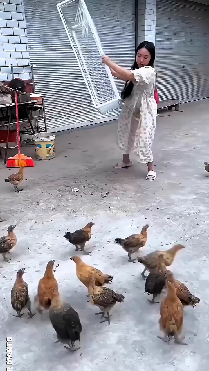 只进不出的笼子🐦🐓 https://t.co/i7Y2teZt8W