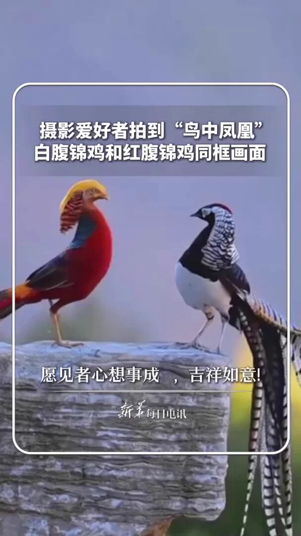 摄影爱好者拍到“鸟中凤凰”白腹锦鸡和红腹锦鸡同框画面。愿见者心想事成 ，吉祥如意! https://t.co/TYZQDZha1y