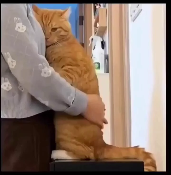 orange baby 🥹 https://t.co/wL5snXfKB1