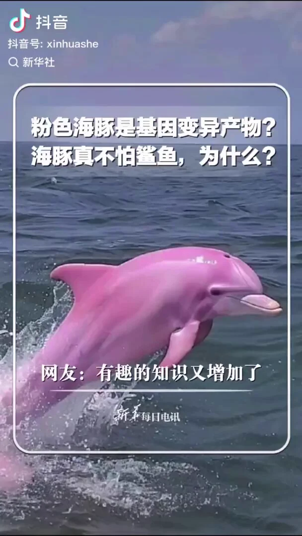 粉色海豚是基因变异的产物吗？海豚为什么不怕鲨鱼？网友：有趣的知识又增加了！ https://t.co/dGocaQ6z2j