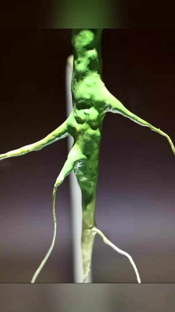 世界上第一朵花花开何处？记者带你探寻“世界第一朵花”和它绽放的地方。 https://t.co/379CZAhXpn