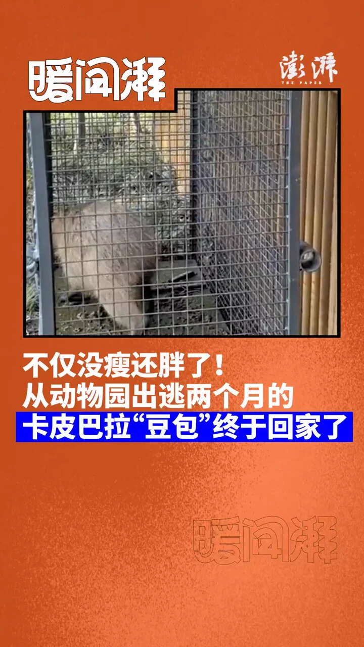 【不仅没瘦还胖了！从动物园出逃两个月的卡皮巴拉“豆包”终于回家了】6月3日，江苏扬州。从茱萸湾动物园“越狱”的卡皮巴拉“豆包”在经过两个月的在外流浪后，终于在6月3日凌晨自己走进了诱捕笼。园长表示：“不仅没瘦，还胖了一斤！” https://t.co/NKajpAVm9U