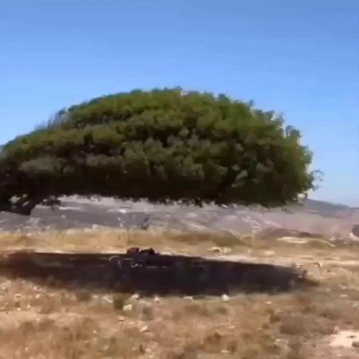 This tree not only grew, it adjusted, swayed, and turned into a living memory of the winds that molded it
https://t.co/oCstnQejlh