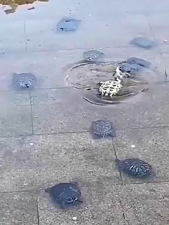 ひっくり返ったカメを助ける仲間助けに来たことがわかってピタッと止まるカメさん好き https://t.co/ihJ82XKT9d