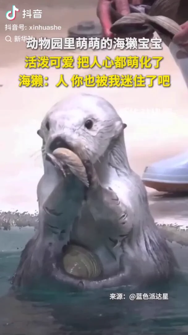 动物园里萌萌的海獭宝宝，活泼可爱，把人心都萌化了！海獭：人，你也被我迷住了吧。 https://t.co/EH102ge2W9