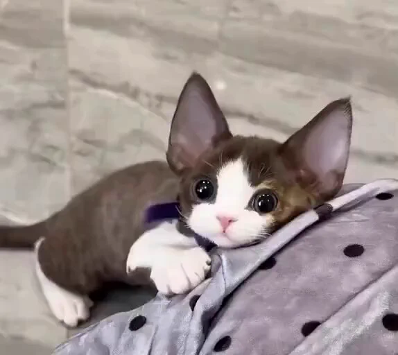 Pretty eyes 🥹 https://t.co/xwOdmIzKpm