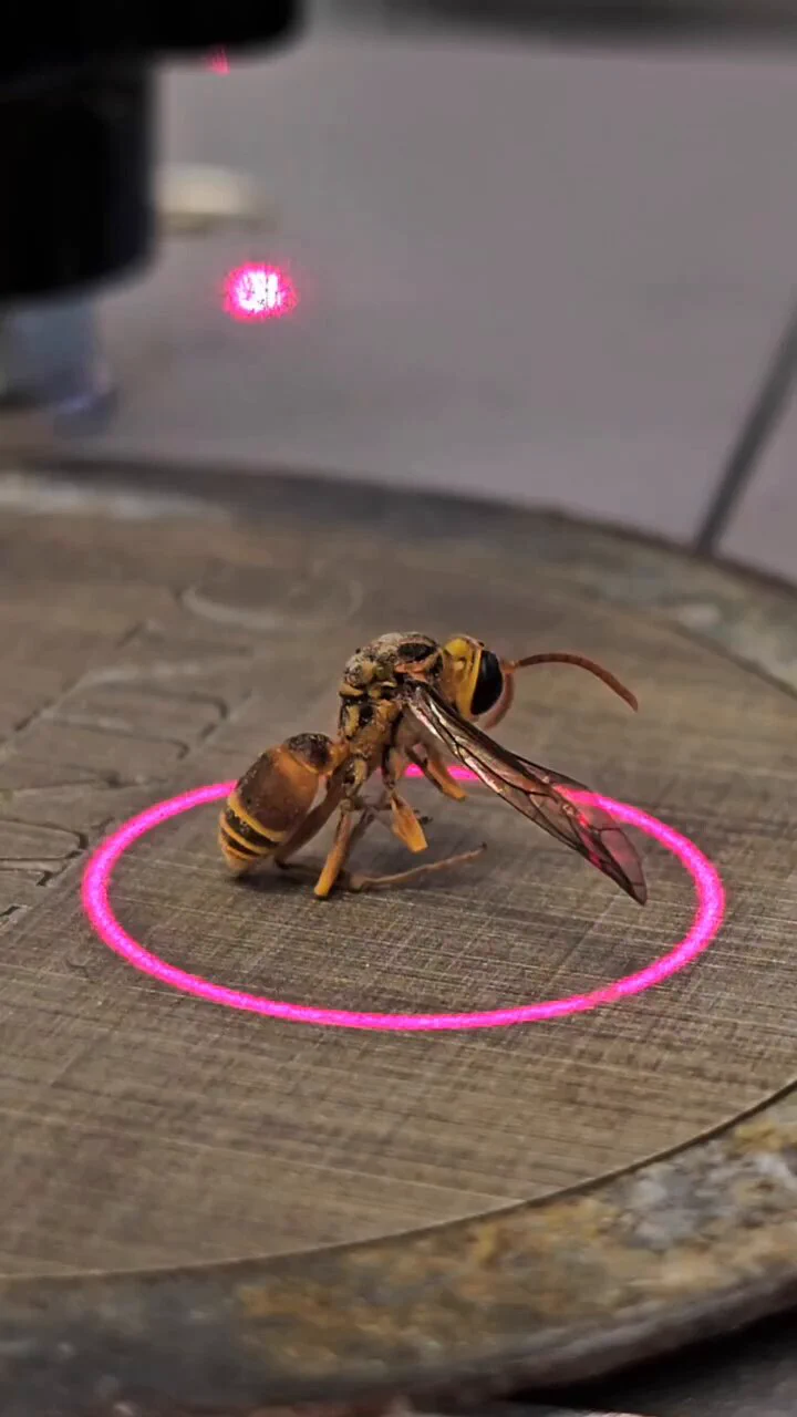 Wasp vs Laser https://t.co/32nYWvdZCV