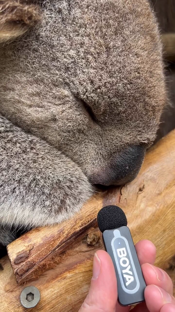 丸まって眠るコアラ。寝息の音がマイクで拾われています
https://t.co/kP2Tu1DlxK