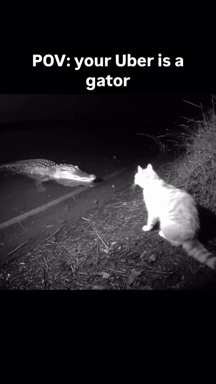 POV: your Uber is a gator https://t.co/XG5Dm7H1bg