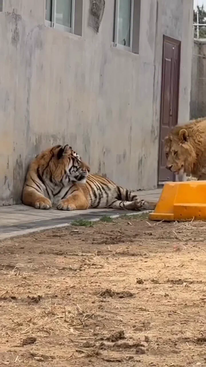 Tiger: I like my personal space 😑

Lion: I like your personal space as welI😁 https://t.co/0Hn2FZBWro