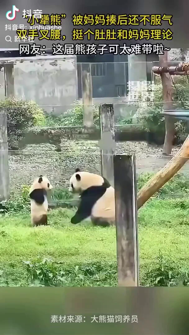 “小犟熊”被妈妈揍后不服气，双手叉腰和妈妈理论。网友：这届熊孩子可太难带了。 https://t.co/cDn3jcg1Jk
