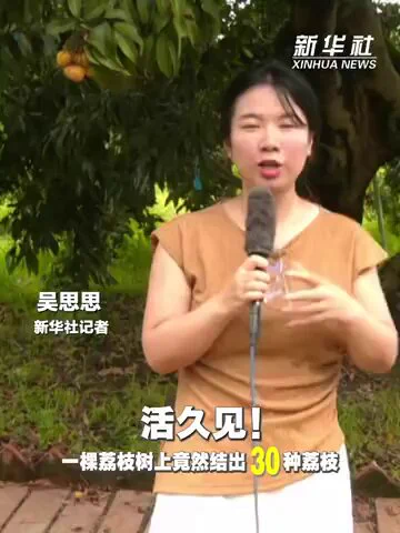 【活久见！一棵荔枝树上竟结出30种荔枝】坐落于桂南的“中国荔枝之乡”广西灵山县已有千年的荔枝栽培历史。当地技术人员利用灵山香荔作为母树进行嫁接亲和性试验。经过精心培育，这棵母树结出外形、口味各不相同的30种荔枝，形成“一树三十荔”的景观。 https://t.co/thUMXubqo1