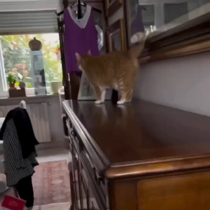 やんのかステップ

公開練習会✌️😾
https://t.co/mZdZwzv2EW