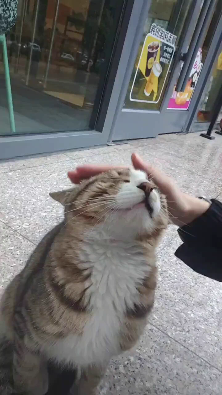 它还立正站好给她摸🤭🤭 https://t.co/hMNLqs0QYl