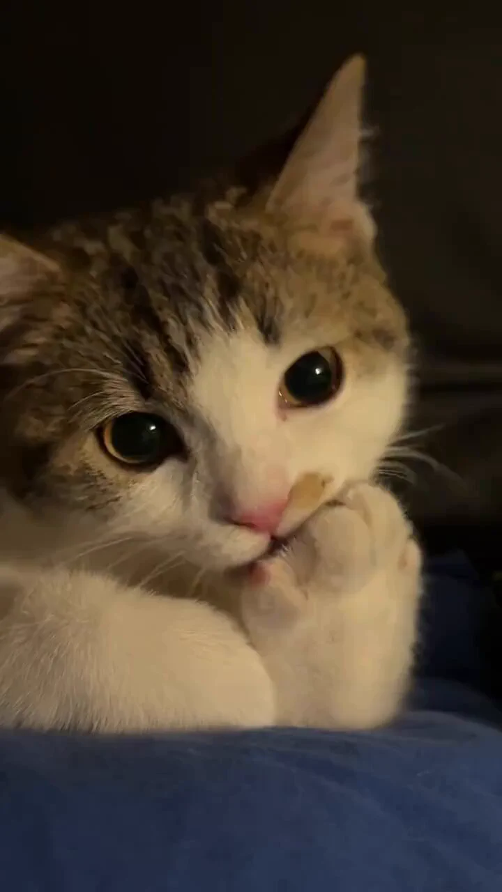 我就好奇小猫是怎么用一张臭嘴把自己舔的香香的🤭🤭 https://t.co/bTcGgemkPm