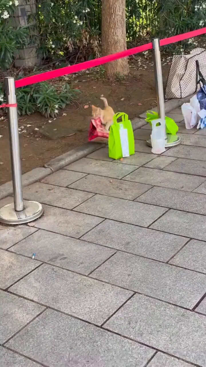 猫：0元外卖开盲盒，学生点啥我吃啥😼😼

大学生：那些偷外卖的简直不是人🤣🤣 https://t.co/9fG8BG9EpG