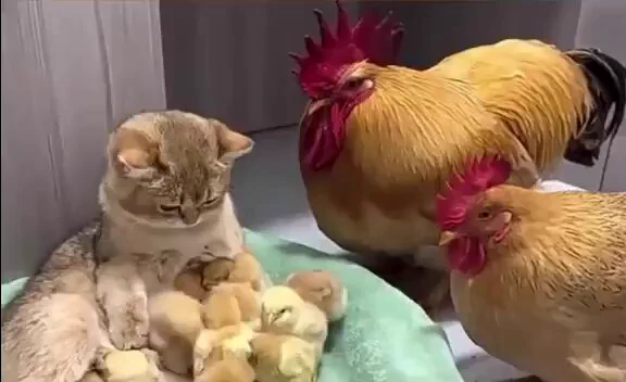 https://t.co/ntVZuHLSFh