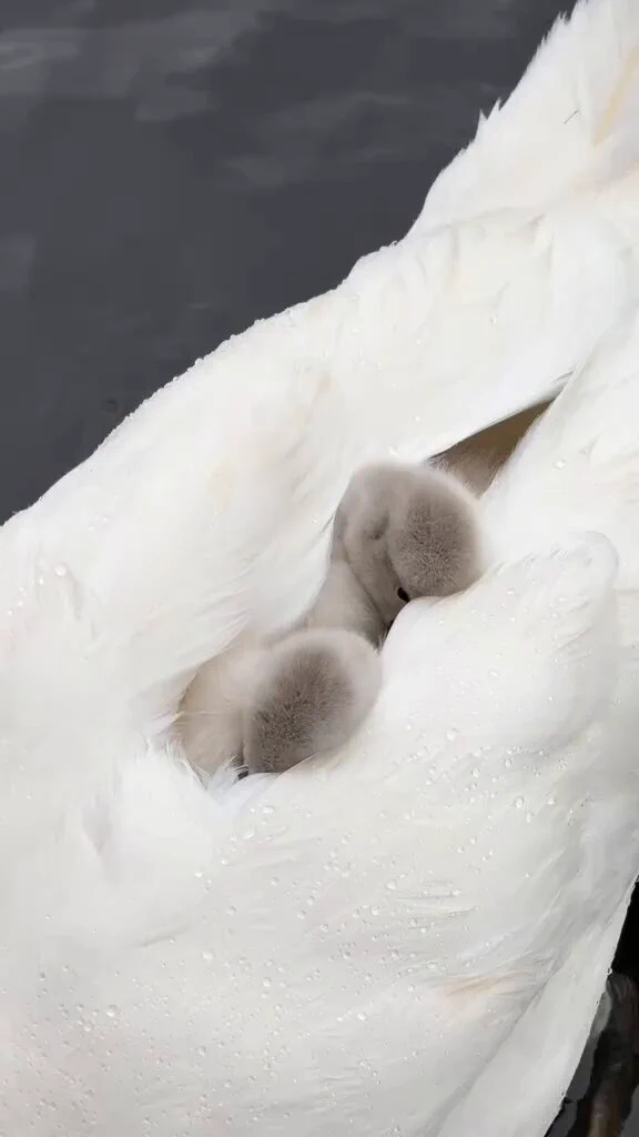 泳ぐお母さん白鳥の羽に包まれて昼寝をするふわふわのヒナ達
https://t.co/6lNnbbJcoQ