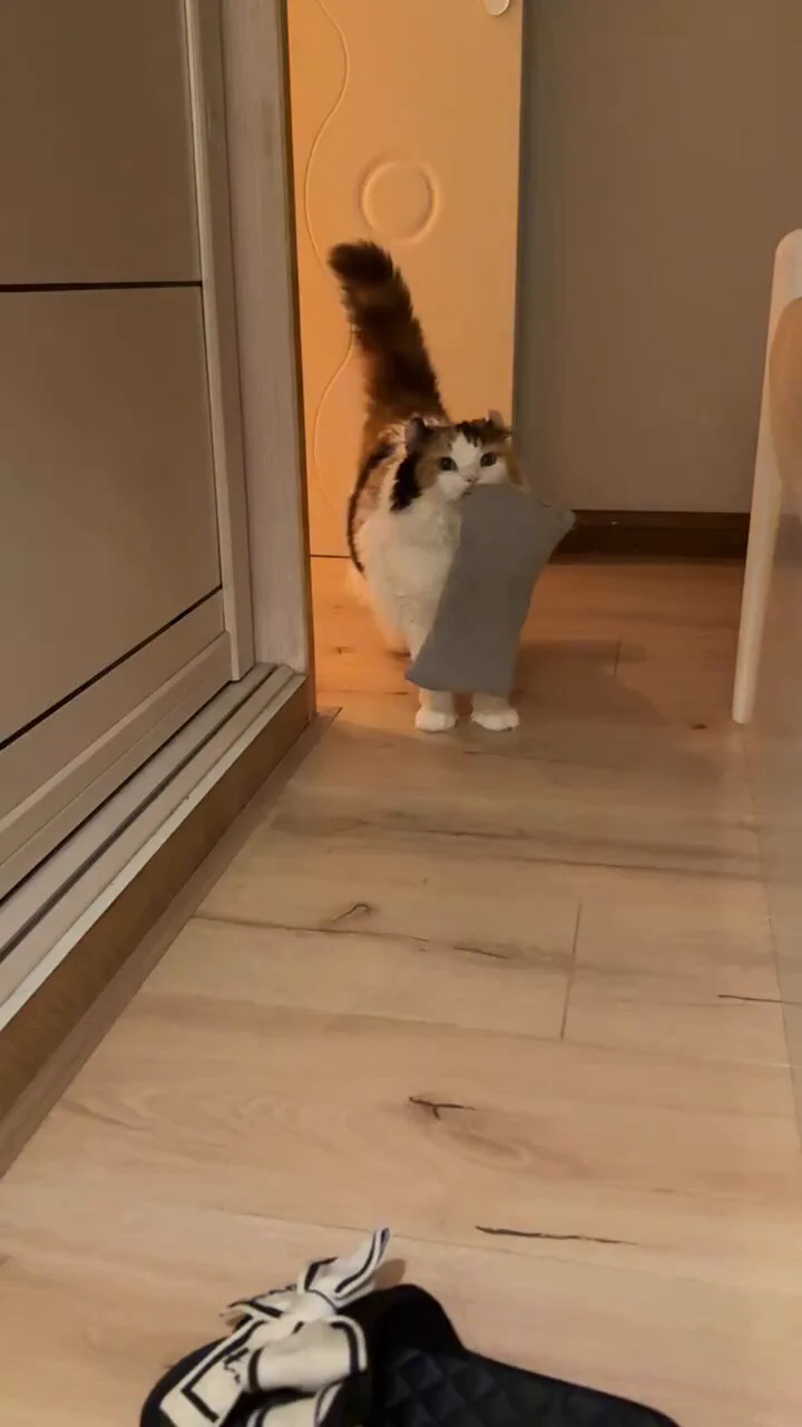 Let's sleep hooman! https://t.co/lQleLyGoL1