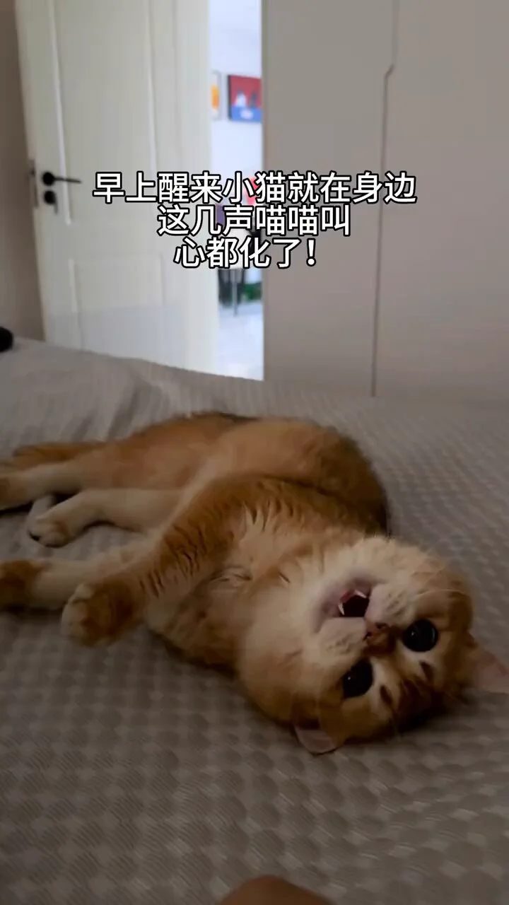 猫叫妈妈是什么意思🥰🥰 https://t.co/N7zV18PoRC