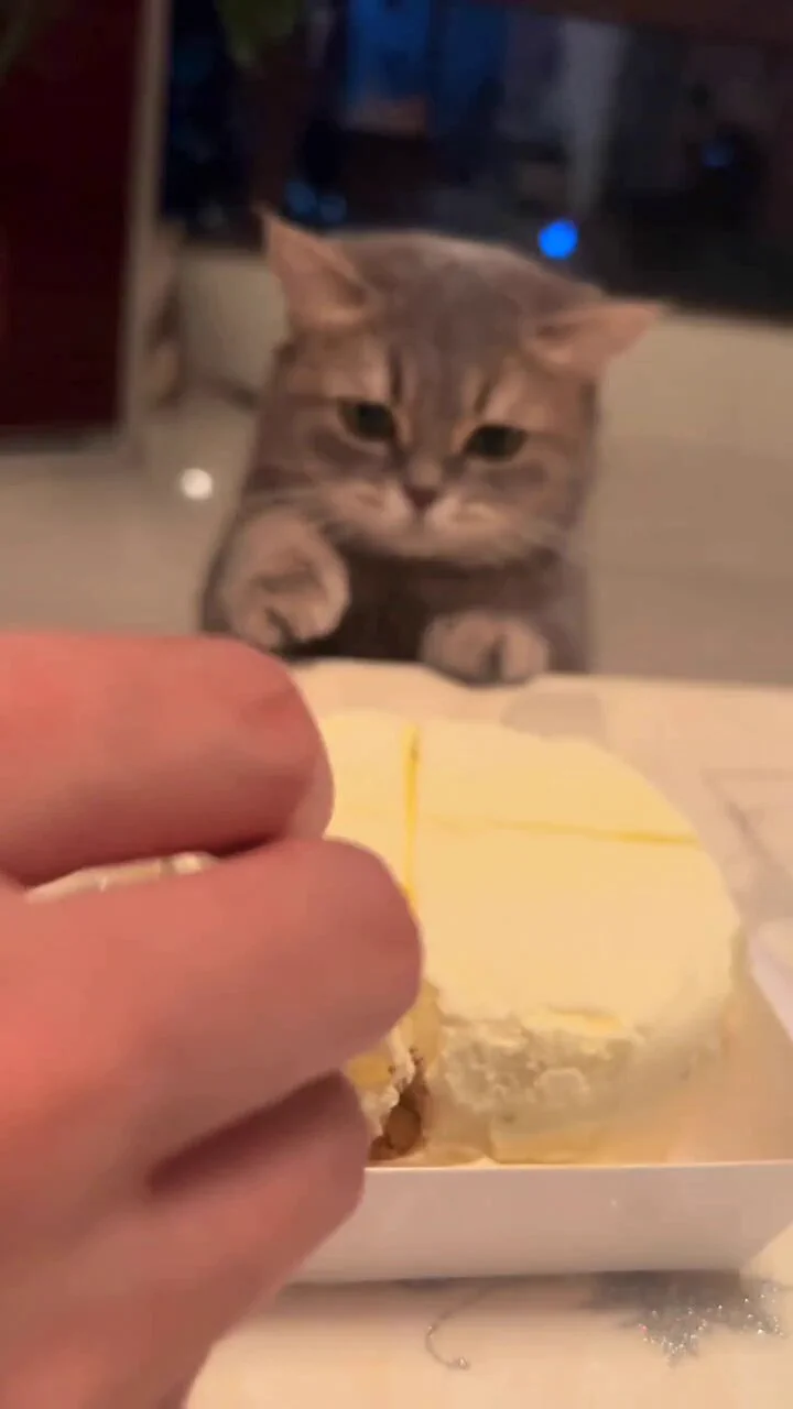 眼里没有丝毫对挨打的恐惧 全是对小蛋糕的虔诚🤭🤭 https://t.co/y3jQPJ5XLz