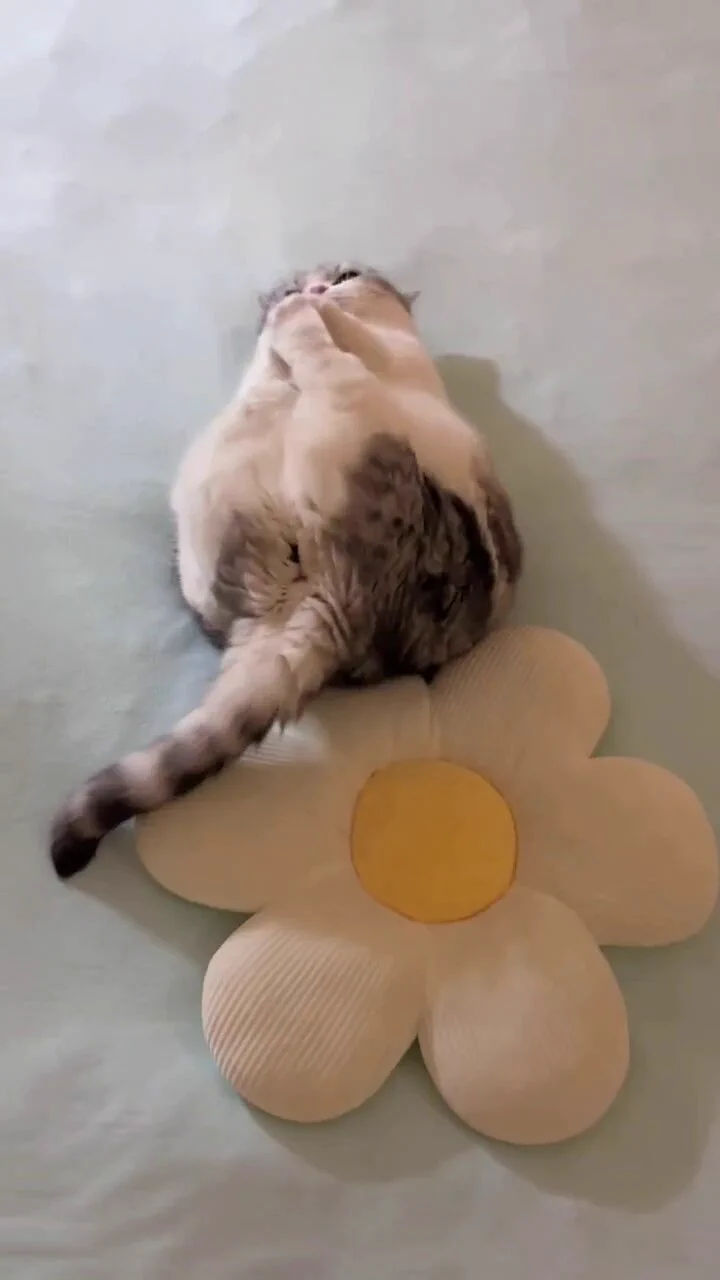 猫咪：妈妈说在这个家里我啥都不管，我只管负责可爱就行了🐱🐈 https://t.co/RXDxL8QbXS
