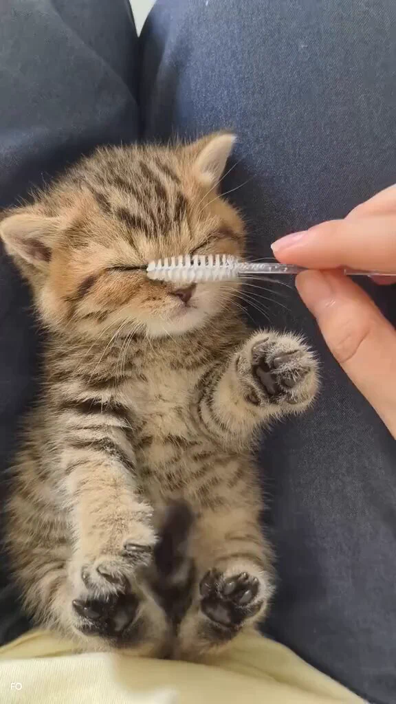 If only they can stay kitten forever🥹♥️ https://t.co/WT2eRh1oTz