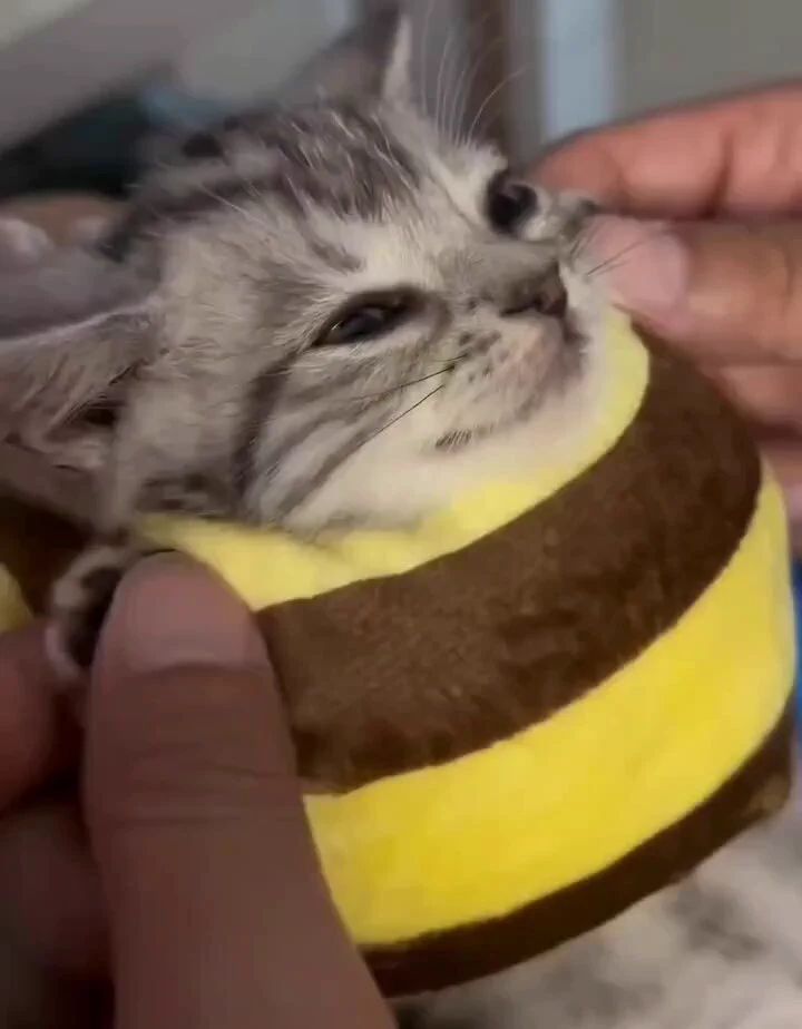 Be me, me bee https://t.co/k1eFudDrMq