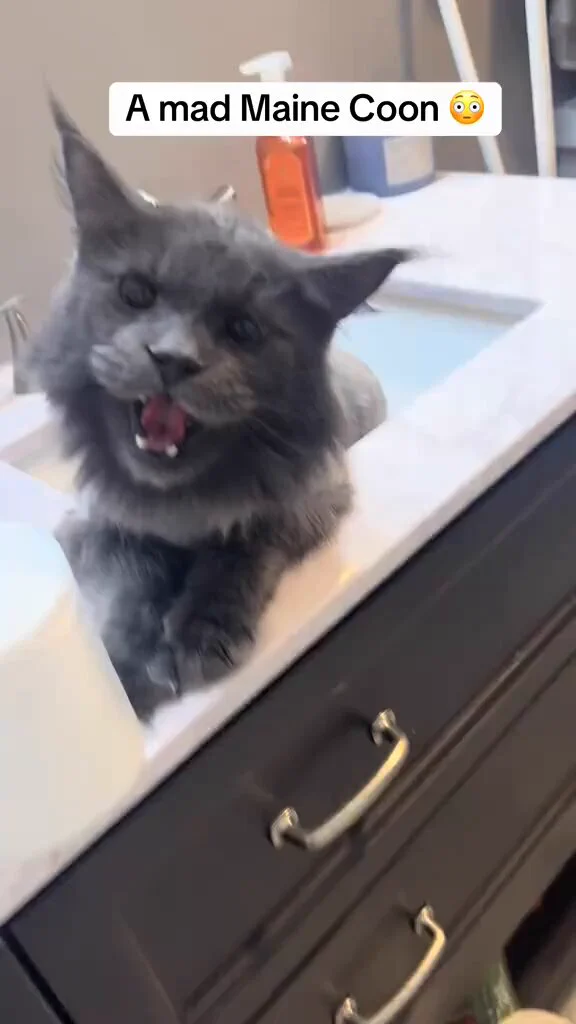 I’ve never seen an angry mainecoon😂😂 https://t.co/HVI6aPuzlh