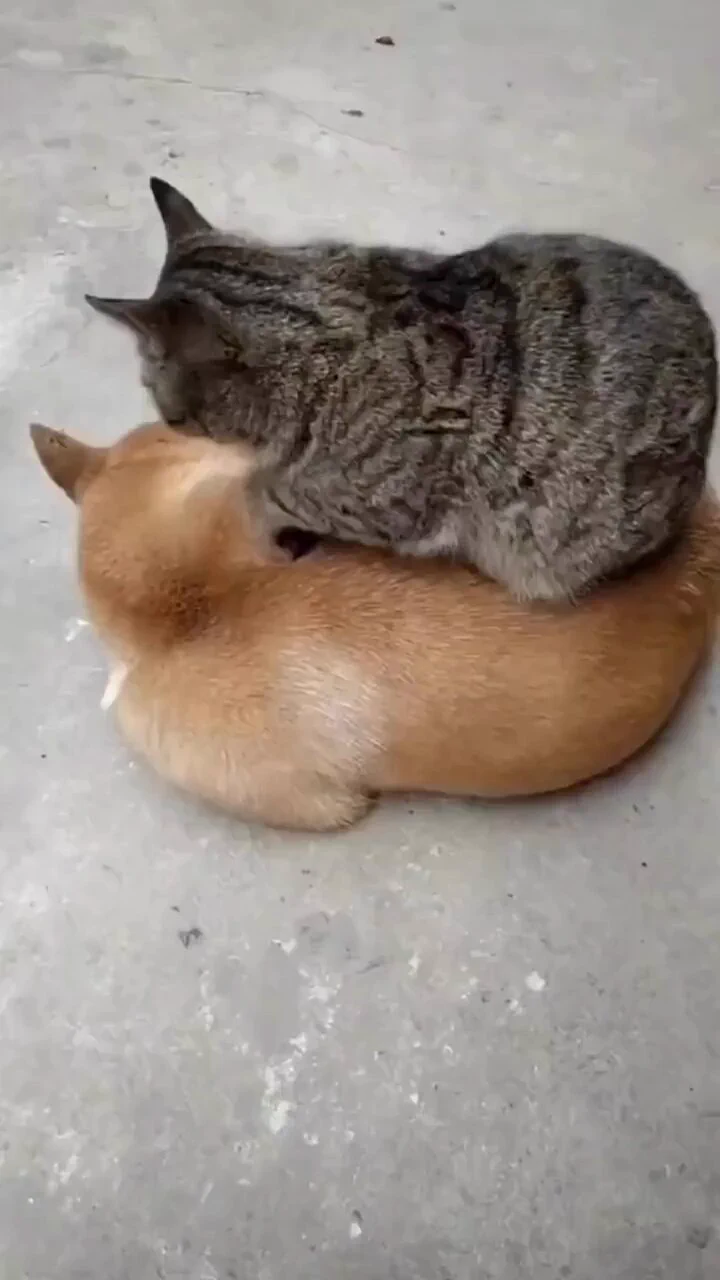 https://t.co/NSKMazXAWZ