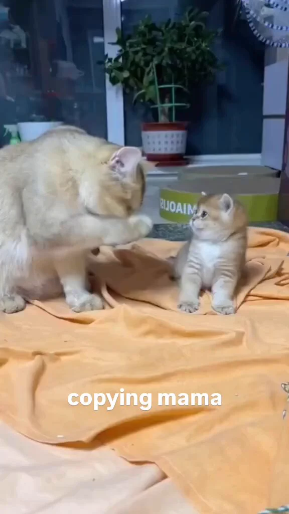 Copycat https://t.co/bAXsnfkU16