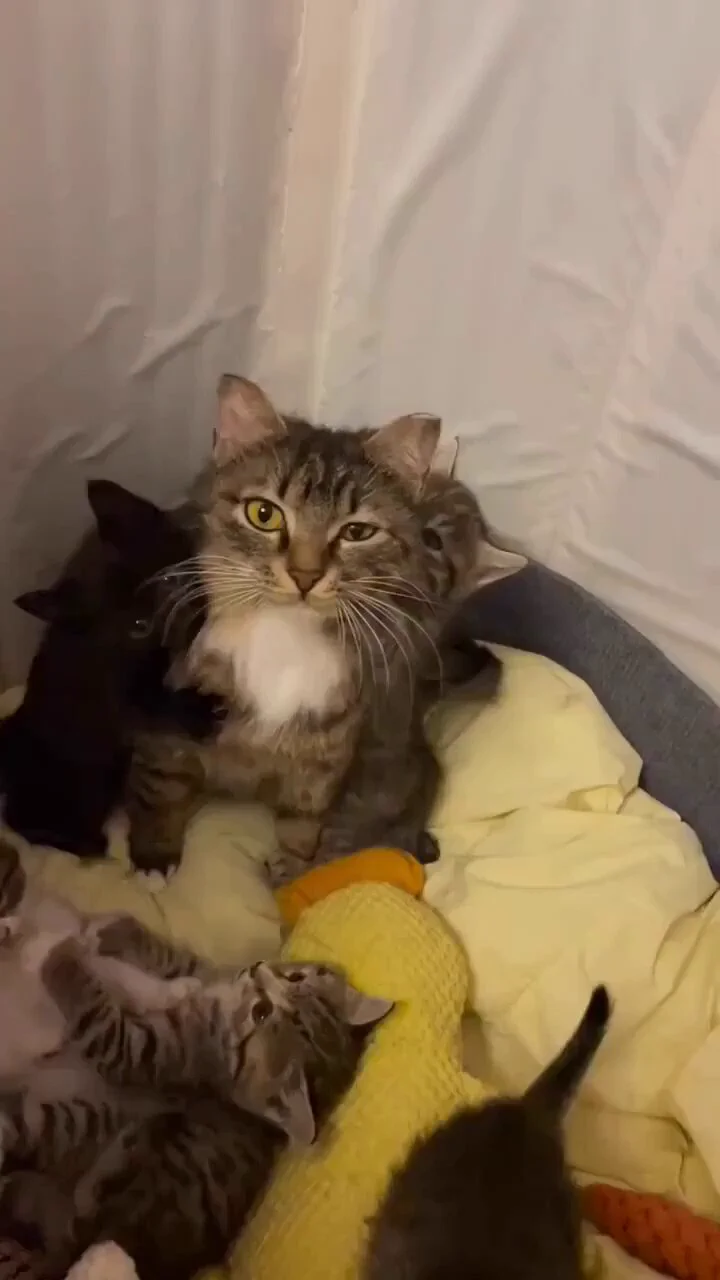 The face of every single mother at some point https://t.co/KmlWMTPPfz