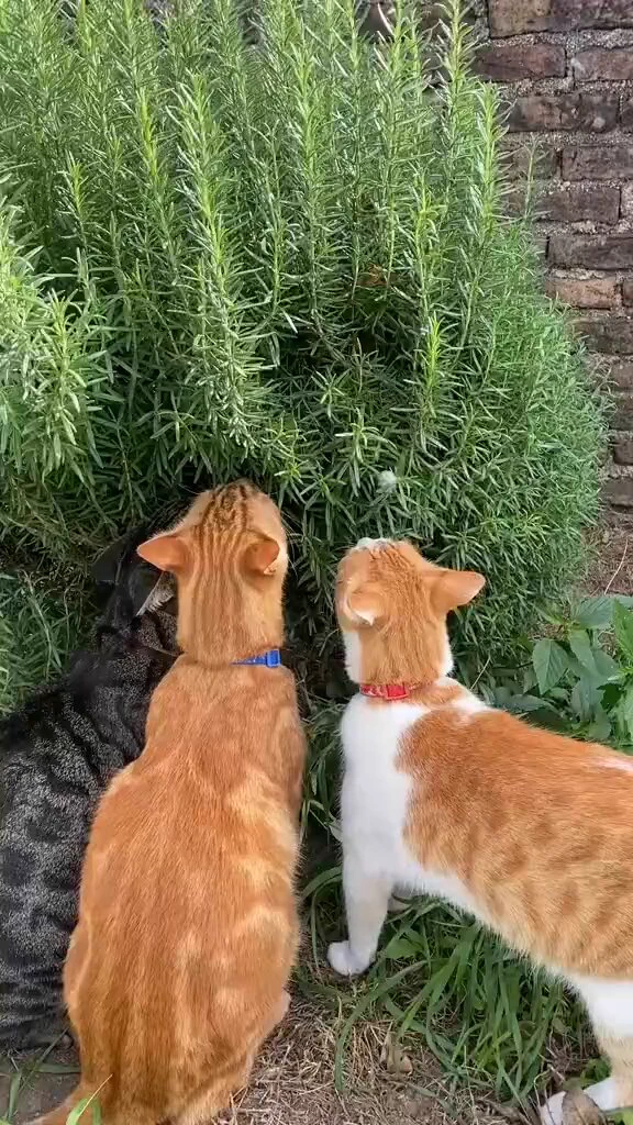 ローズマリーに夢中なニャンコたち😻✨フレーメン反応で匂いを楽しんでる姿が可愛すぎる！💚

 https://t.co/TNEXwsMBHe