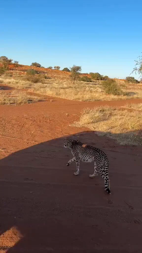 Seeing animals run freely in the wild instead of caged up in a zoo puts a smile on my face https://t.co/QER9bj9Luy