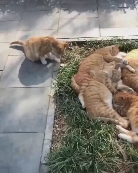 One brain cell amongst them https://t.co/wZ5Ik4FlgJ