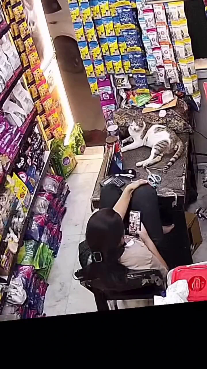 Only cat owners know how special this moment is https://t.co/zGNaoxftMM
