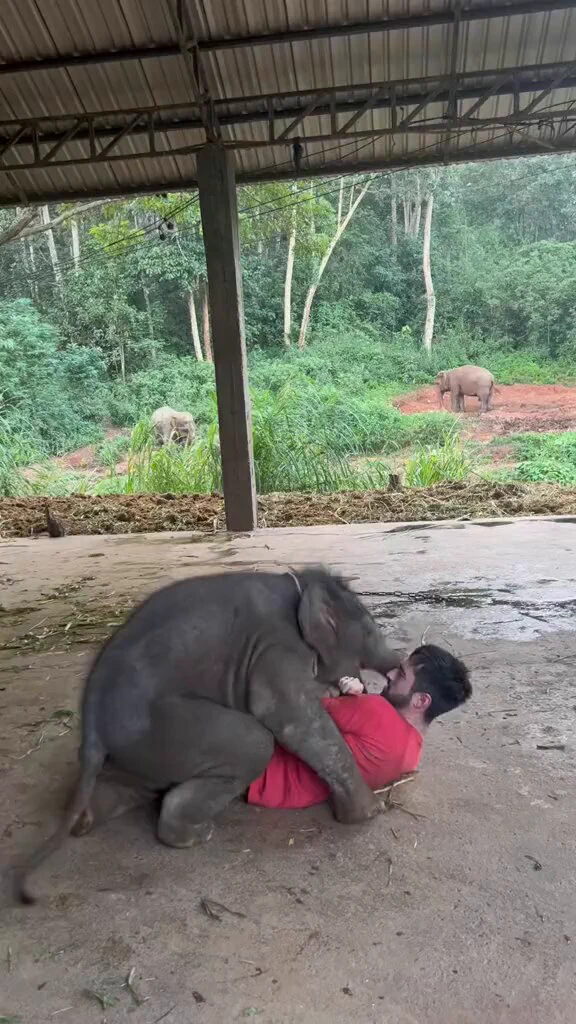 Elephants are so much like us. They mourn their dead, have strong family bonds, and are self aware. They are amazing animals..🐘♥️ https://t.co/u0RQGipQiq