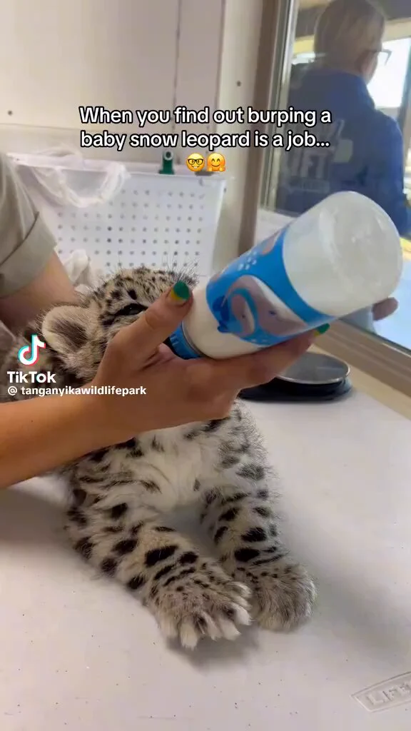 Where do I apply for this job? https://t.co/KtjE1ENZ6l