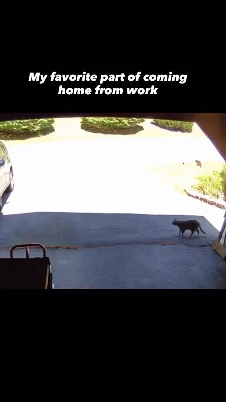 My favorite part of coming home from work https://t.co/9k6LmS0Juk