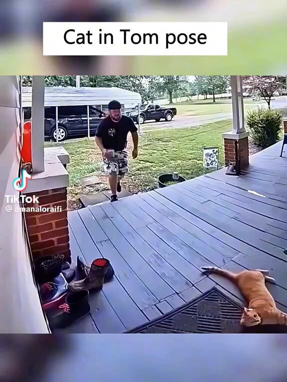 These cats crack me up. I might have to get one if it's going to be like this. 🤣 https://t.co/PqklXzNNdW