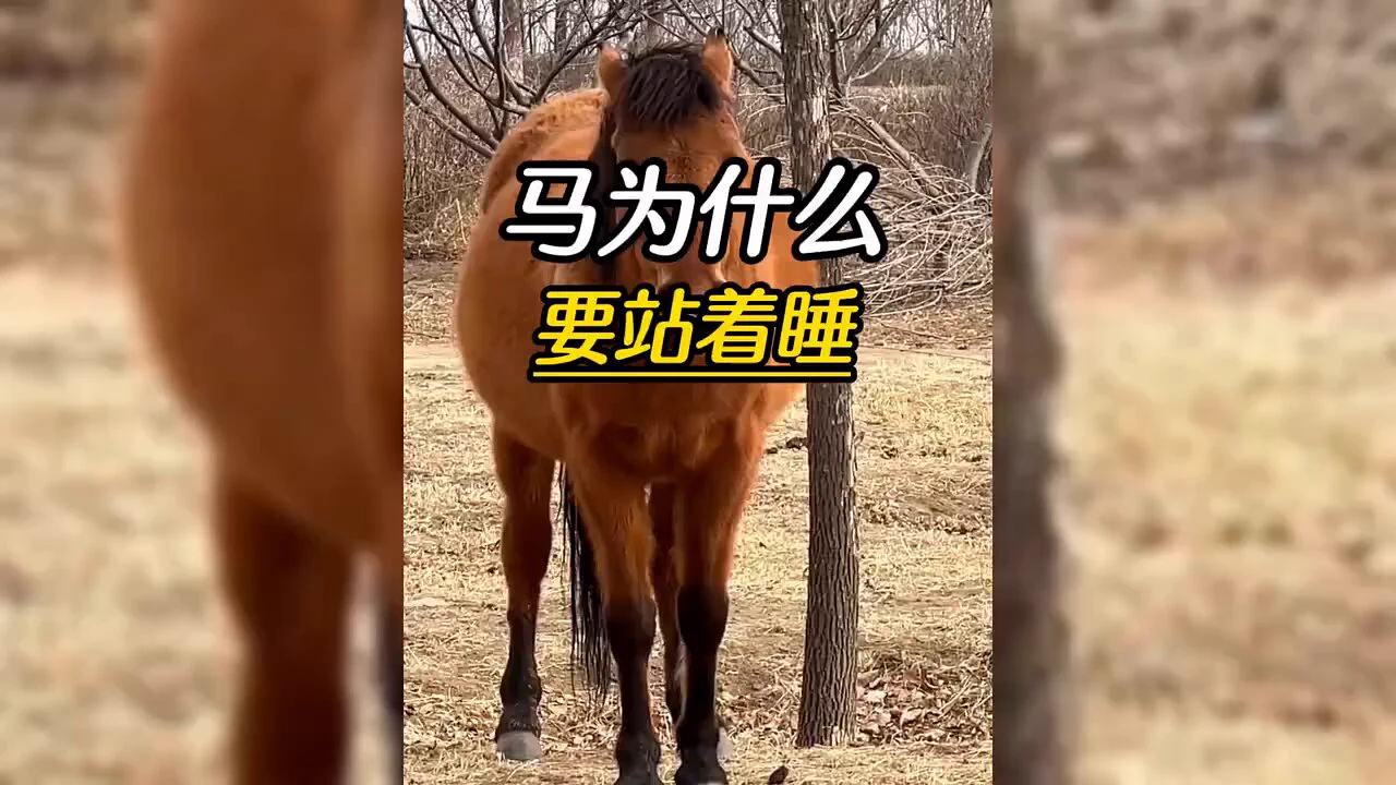 马是怎么睡的？ https://t.co/tgExlI8aoR