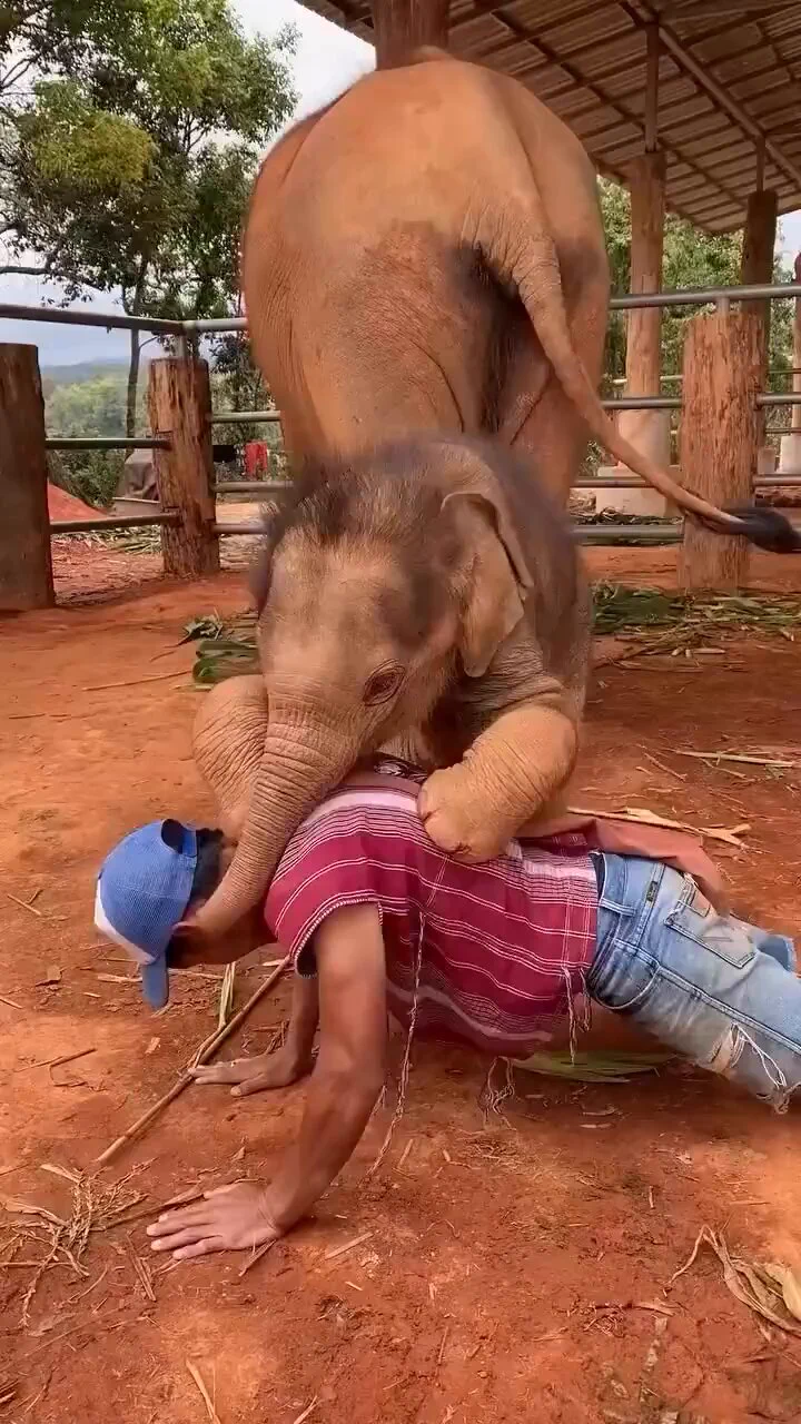 Everyone needs a baby elephant in their lives. https://t.co/t3GFpqUAKD