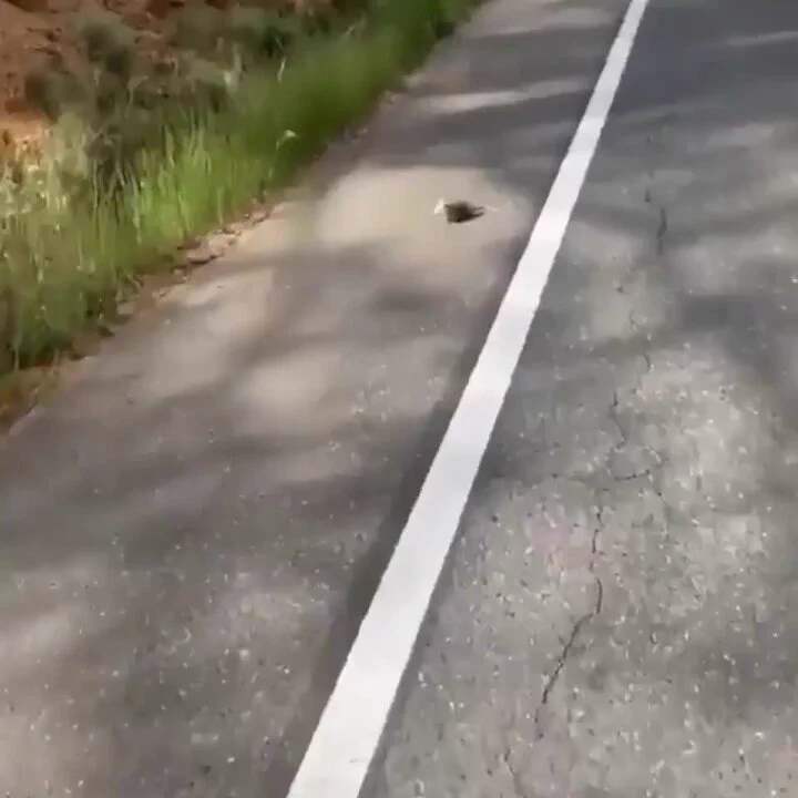 Guy finds a baby possum having trouble keeping up with their mom and returns the little fella to her. https://t.co/VwqiyNRnDY