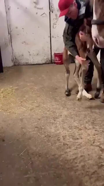 The foal, given a 1% chance of survival, clings to life with love... https://t.co/DzKEzZeRgI