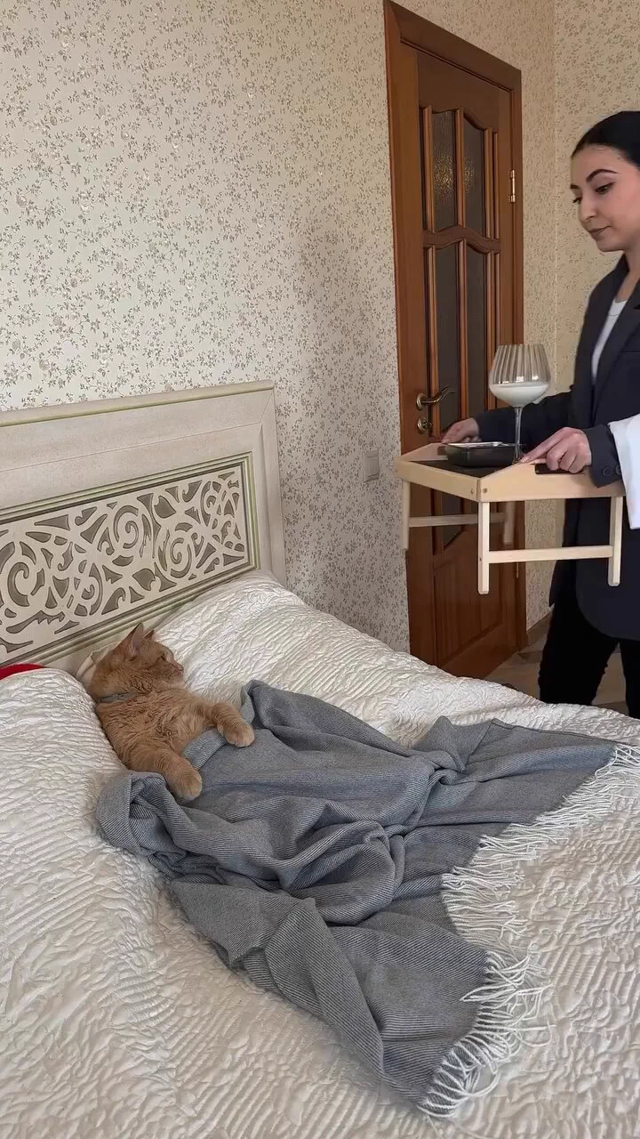 boss cat https://t.co/UncKg6k4ll