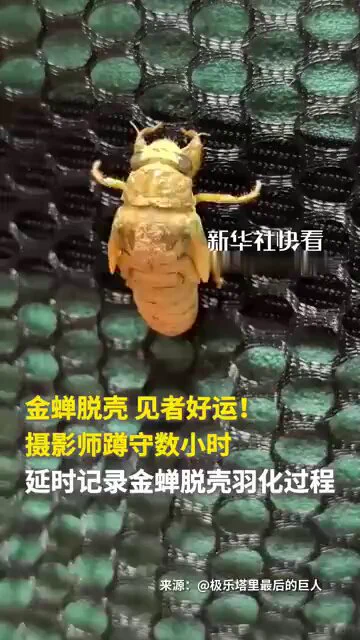 接！金蝉脱壳好运拉满。
摄影师蹲守数小时，延时记录金蝉脱壳羽化过程，一起欣赏！祝你好运连连！ https://t.co/o044vAQGDr