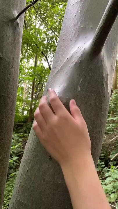 Freeing a tree from silk web https://t.co/lrs9txVxMm