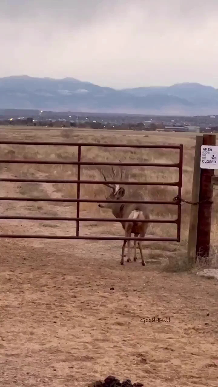 It is smarter than most people. https://t.co/m3ePJjJHwg
