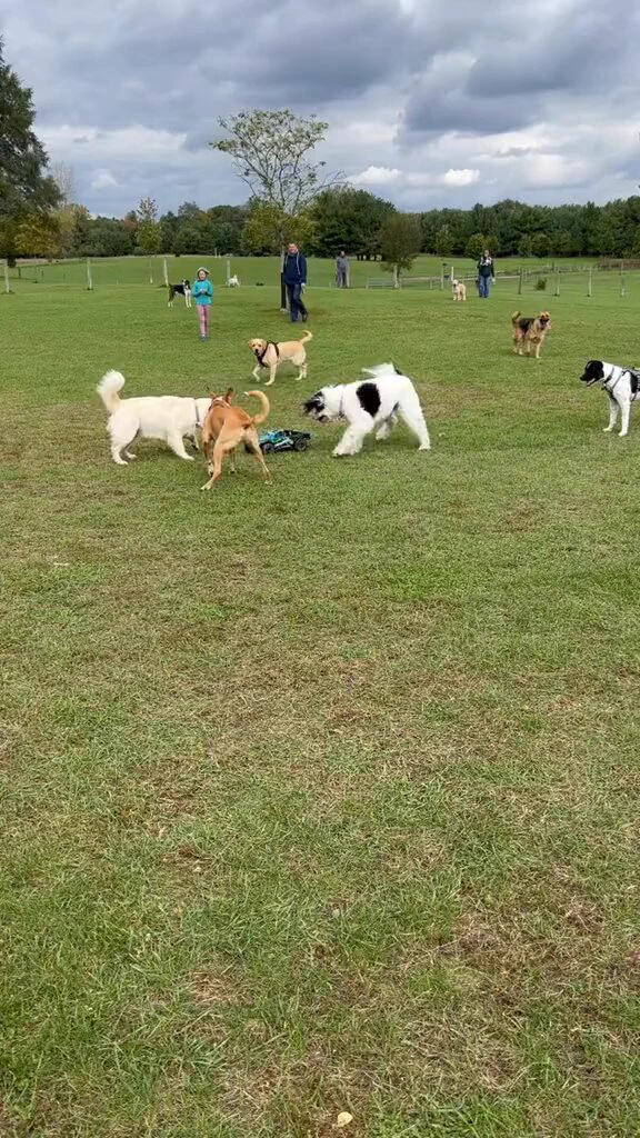 Dude brought an RC car to a dog park https://t.co/tUbHJ66L1D