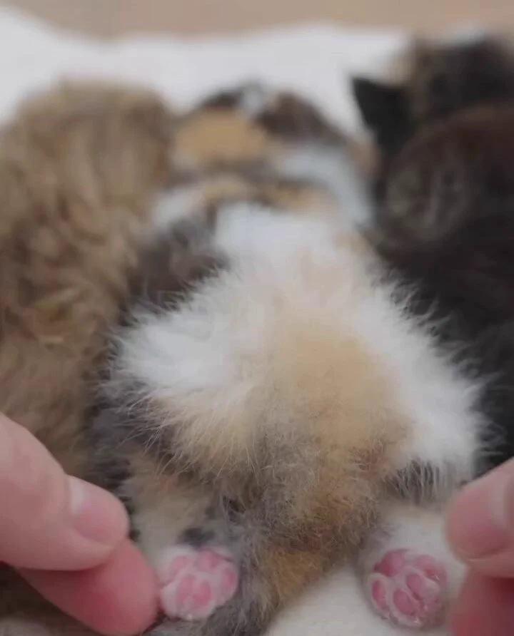 Baby beans! https://t.co/Tg58ZBFTAI